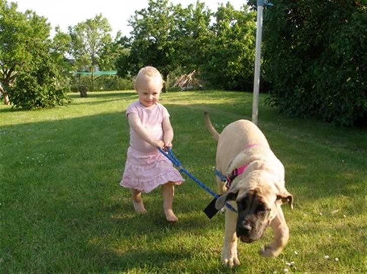 Mastiff Hugedogge The Queen billede 9