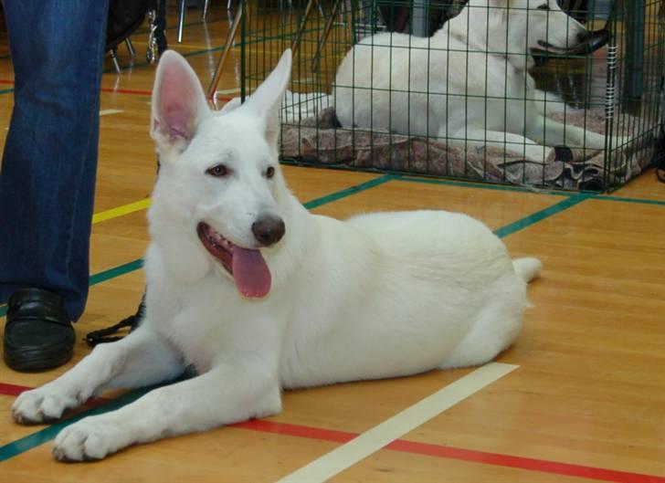 Hvid schæfer Alf billede 6