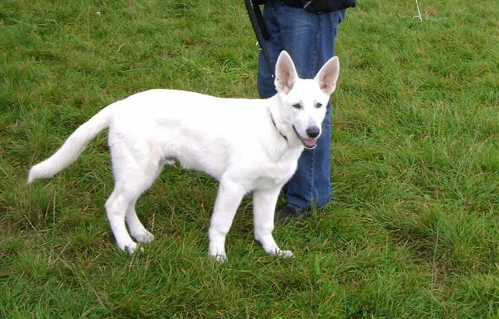 Hvid schæfer Alf billede 7