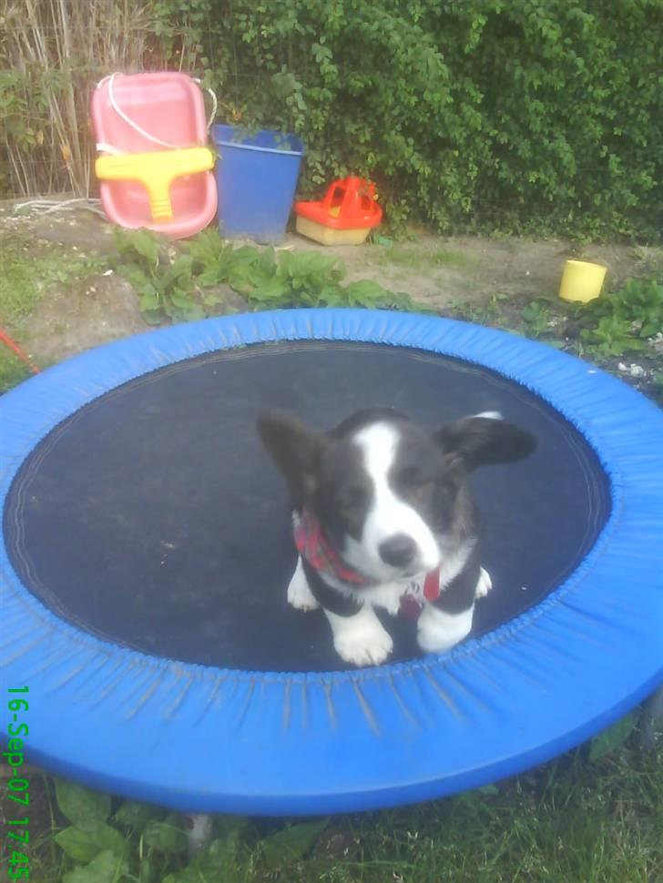 Welsh corgi cardigan Alma billede 1