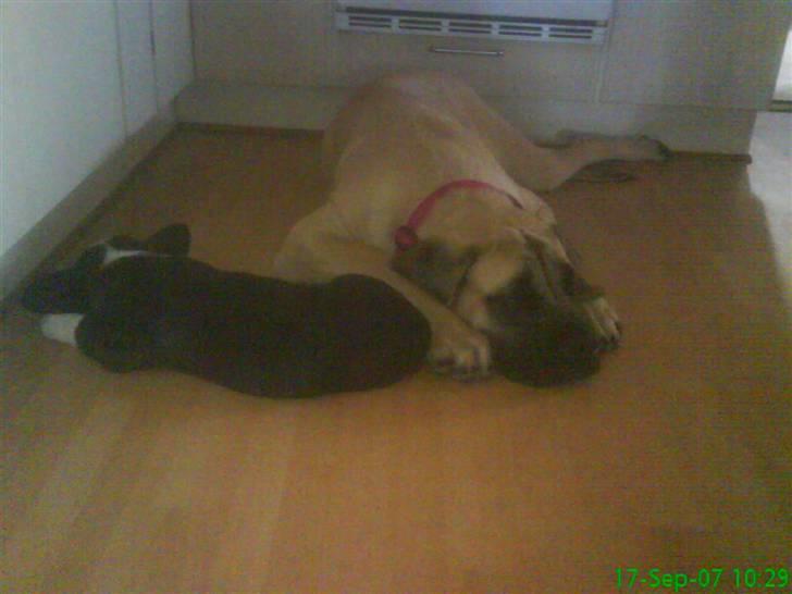 Welsh corgi cardigan Alma billede 2