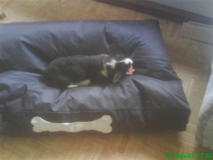 Welsh corgi cardigan Alma billede 3