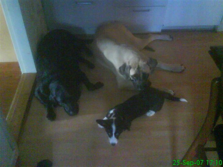 Welsh corgi cardigan Alma billede 5