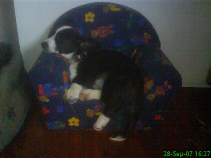 Welsh corgi cardigan Alma billede 6