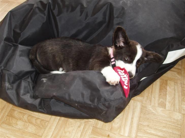 Welsh corgi cardigan Alma billede 7