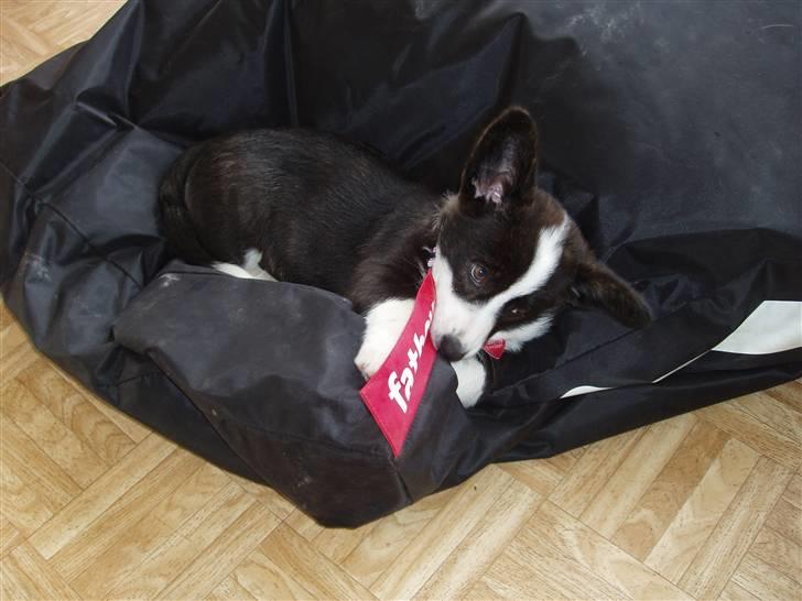 Welsh corgi cardigan Alma billede 8