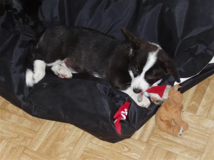 Welsh corgi cardigan Alma billede 9