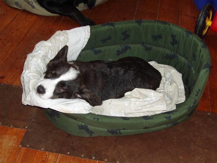 Welsh corgi cardigan Alma billede 10