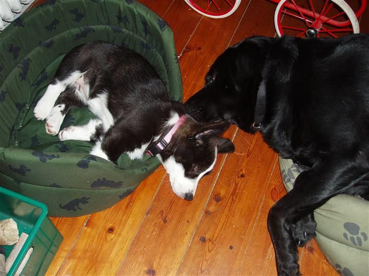 Welsh corgi cardigan Alma billede 11