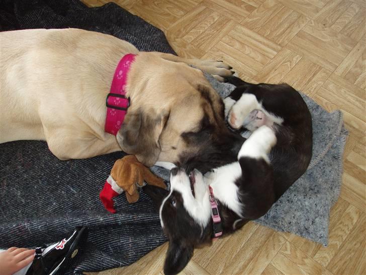 Welsh corgi cardigan Alma billede 12