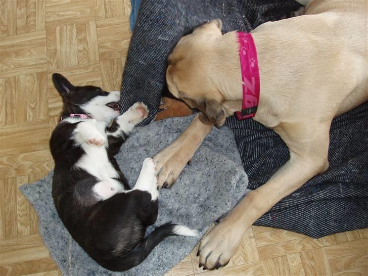 Welsh corgi cardigan Alma billede 13