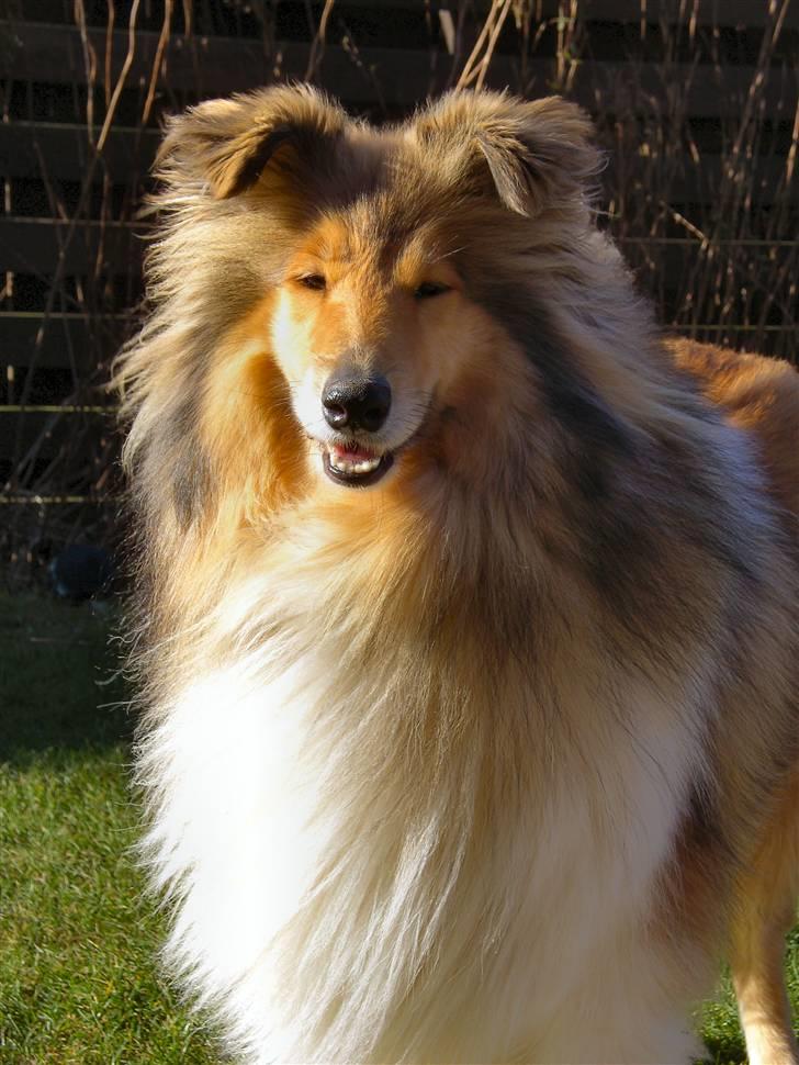 Collie langhåret The Sound of Music, Bella - Bella med nyordnede ører :) billede 2