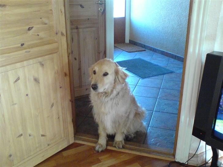 Golden retriever lady billede 13