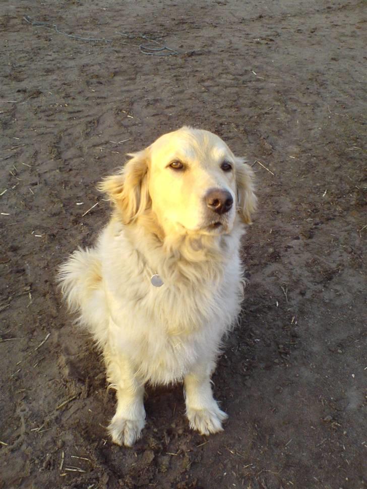 Golden retriever lady billede 14