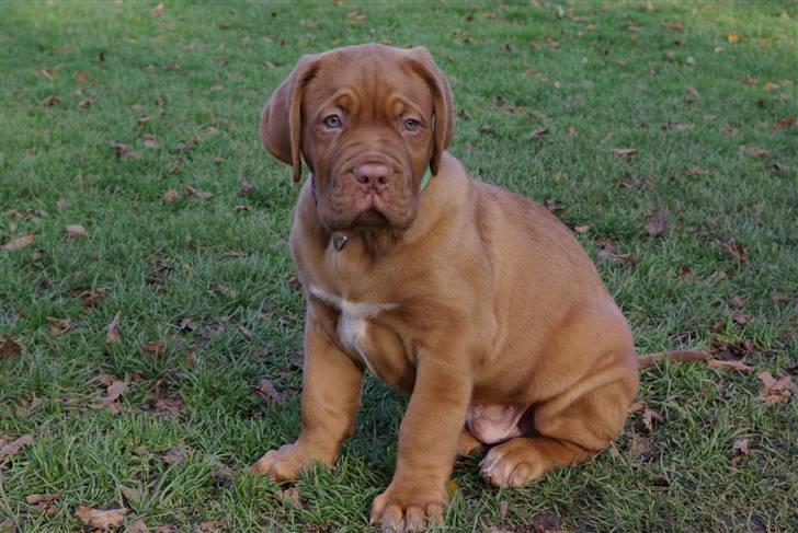 Dogue de bordeaux Amos - 15,1 kg & 9 uger gammel .. Mor´s lille charmetrold billede 8