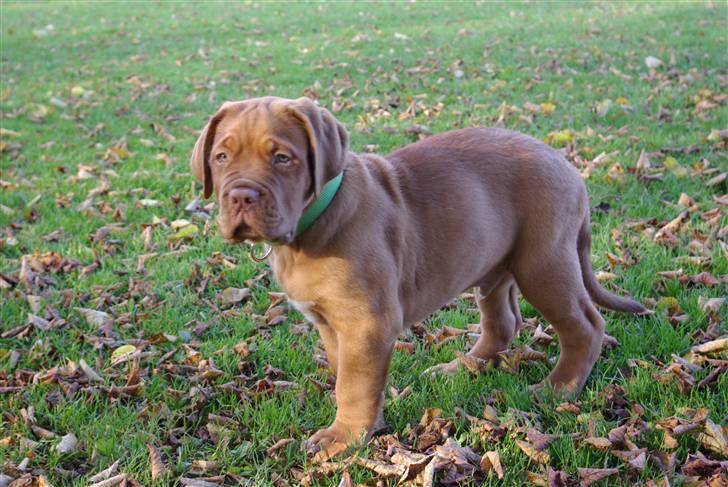 Dogue de bordeaux Amos - Ja jeg ved det .. Jeg er smækker lækker smuk !! billede 9