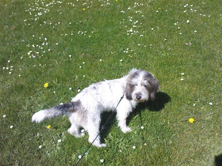 Petit basset griffon wendéen Petit Heroes Bitter Sweet - Så fin. billede 7