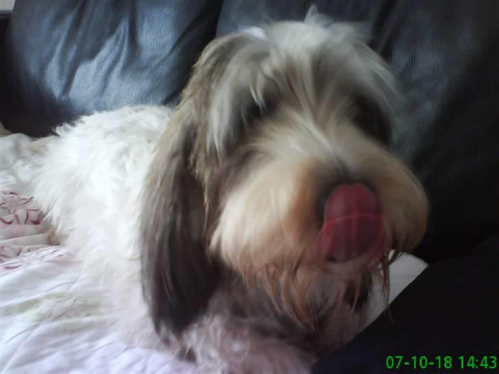 Petit basset griffon wendéen Petit Heroes Bitter Sweet - Rækker tunge. billede 8