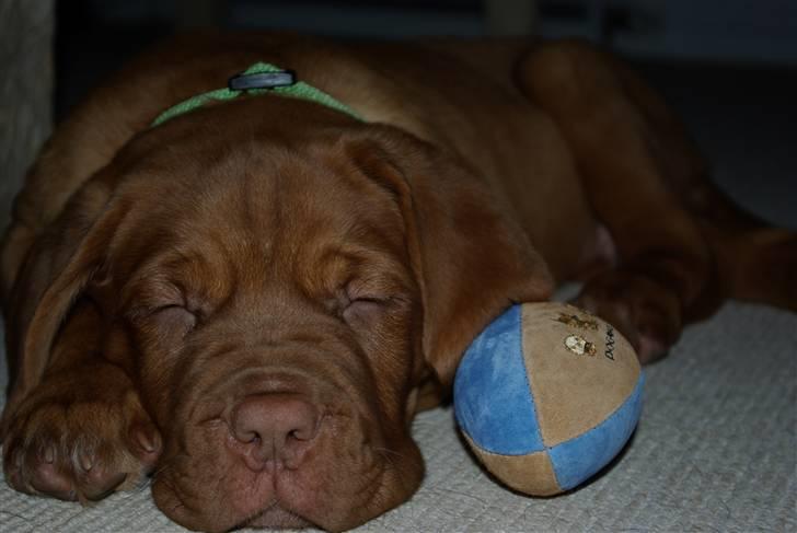Dogue de bordeaux Amos - ZZZzzz det er hårdt at lege med bold .. billede 10
