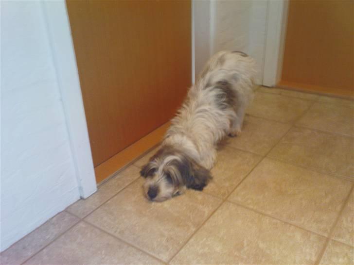 Petit basset griffon wendéen Petit Heroes Bitter Sweet - Jar, - der ved jeg så ikk ligg hva hun laver (: billede 9