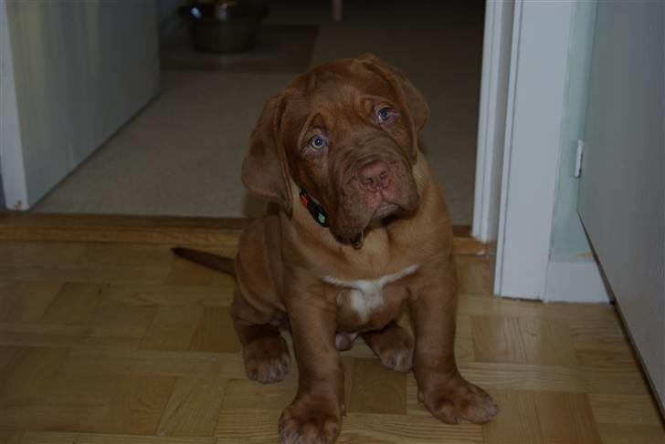 Dogue de bordeaux Amos - Hvad er det du har der mor, kan det spises ?? billede 11