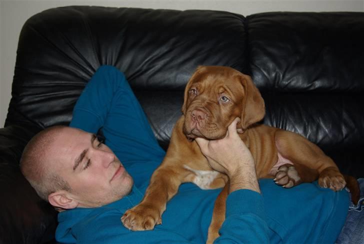 Dogue de bordeaux Amos - Her er jeg med min onkel .. Han er bare så sød & god ved mig .. billede 12
