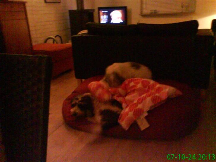 Petit basset griffon wendéen Petit Heroes Bitter Sweet - Stella ligger dyne over Eliana<3 billede 11