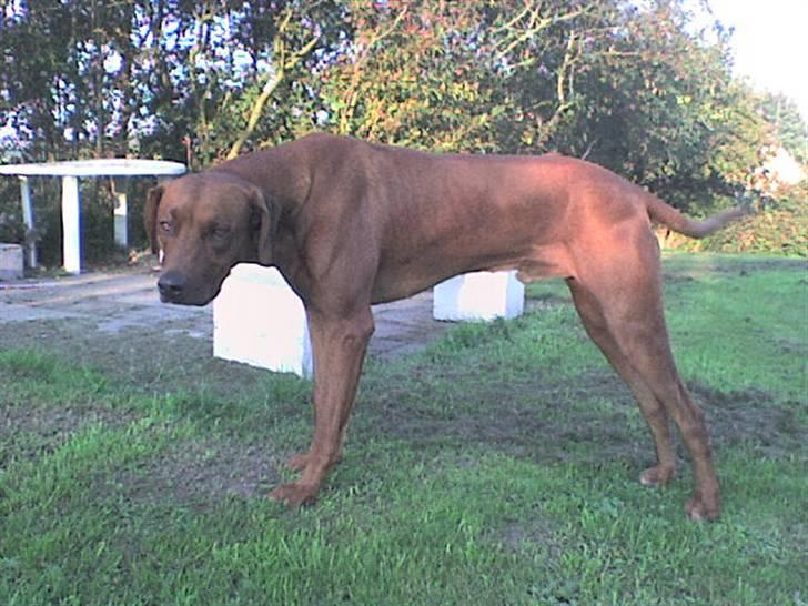 Rhodesian ridgeback cobi billede 11