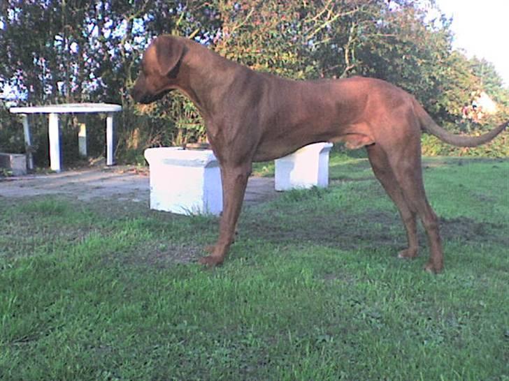 Rhodesian ridgeback cobi billede 12