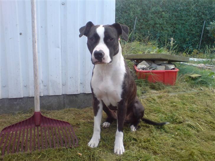 Amerikansk staffordshire terrier freja a billede 5