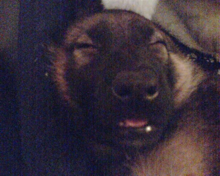 Schæferhund Thia's Best Kiara (Kia) - "Jah okay jeg ved godt at jeg ikke er alt for køn når jeg sover, men er du det?" billede 9