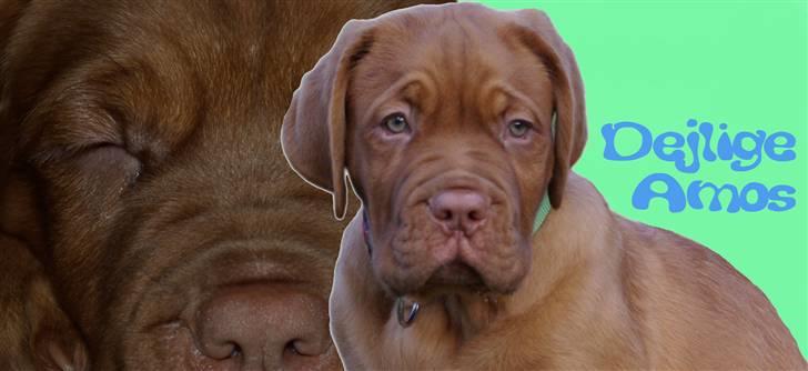 Dogue de bordeaux Amos billede 13