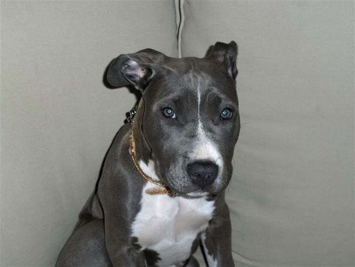 Amerikansk staffordshire terrier minna - 15 uger billede 1