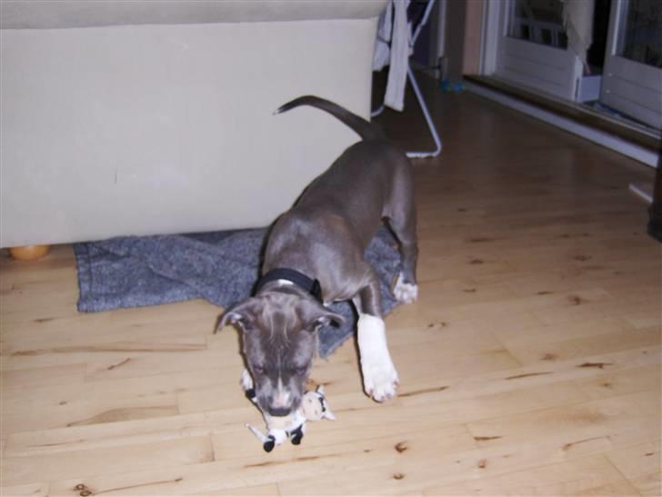 Amerikansk staffordshire terrier minna billede 2