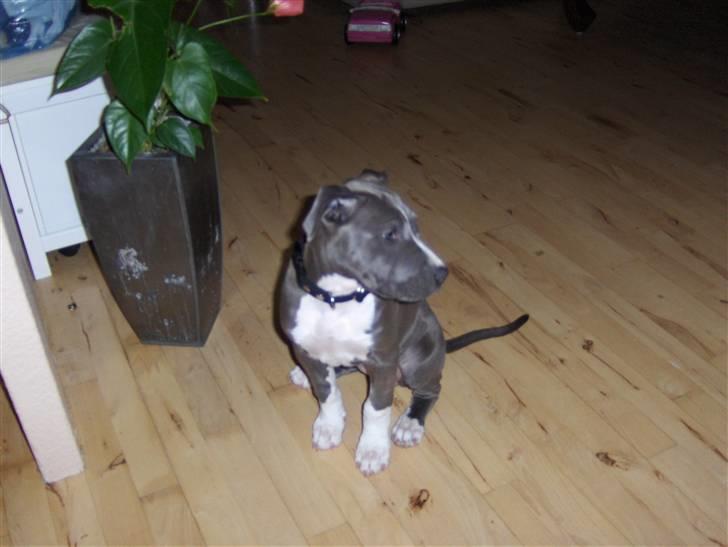 Amerikansk staffordshire terrier minna billede 3