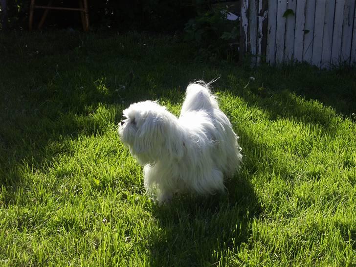 Blanding af racer Chilli billede 13