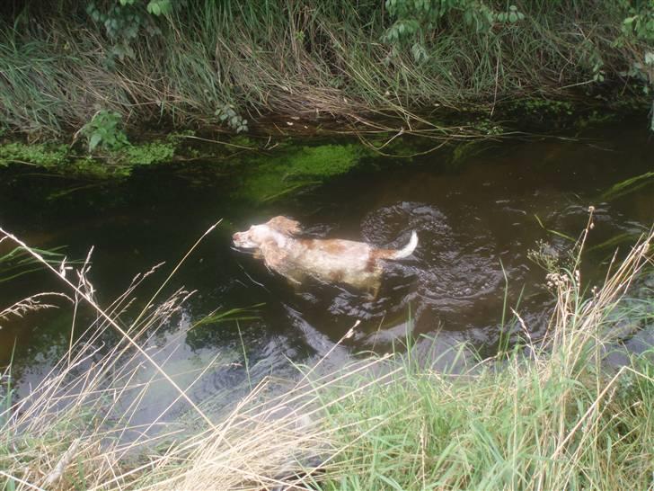 Cocker spaniel :)nuggi  RIP - Skønt med en dukket billede 5