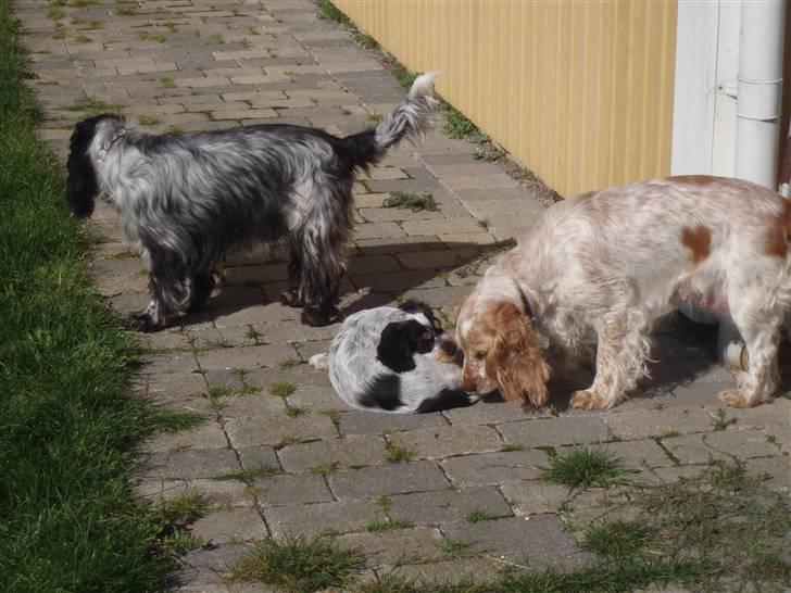 Cocker spaniel :)nuggi  RIP - Hygge med hvalpene i haven billede 6