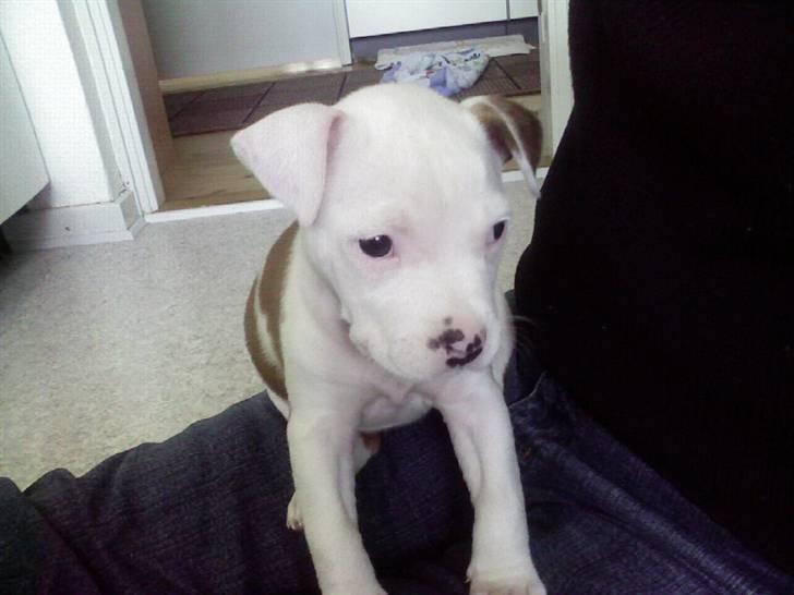 Amerikansk staffordshire terrier Kila billede 1