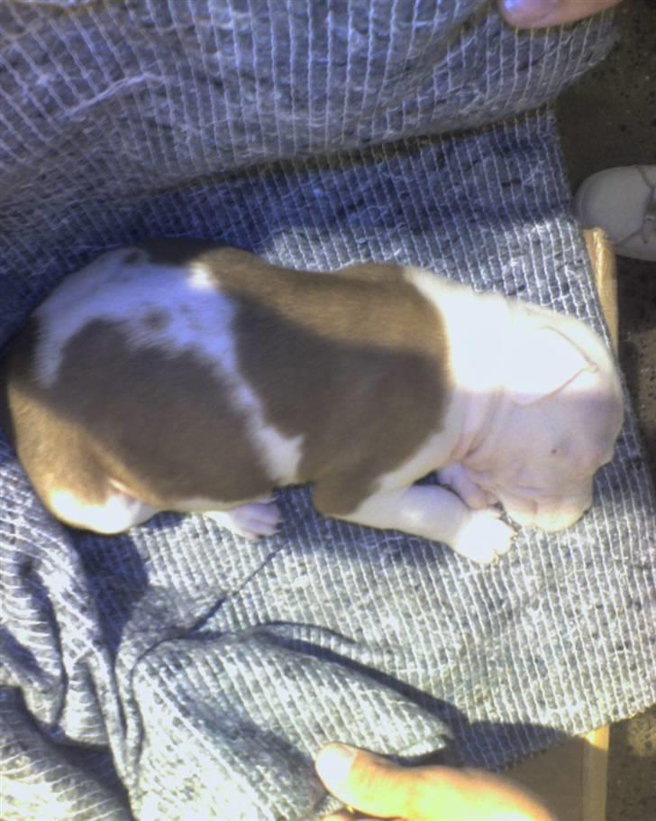 Amerikansk staffordshire terrier Kila billede 2