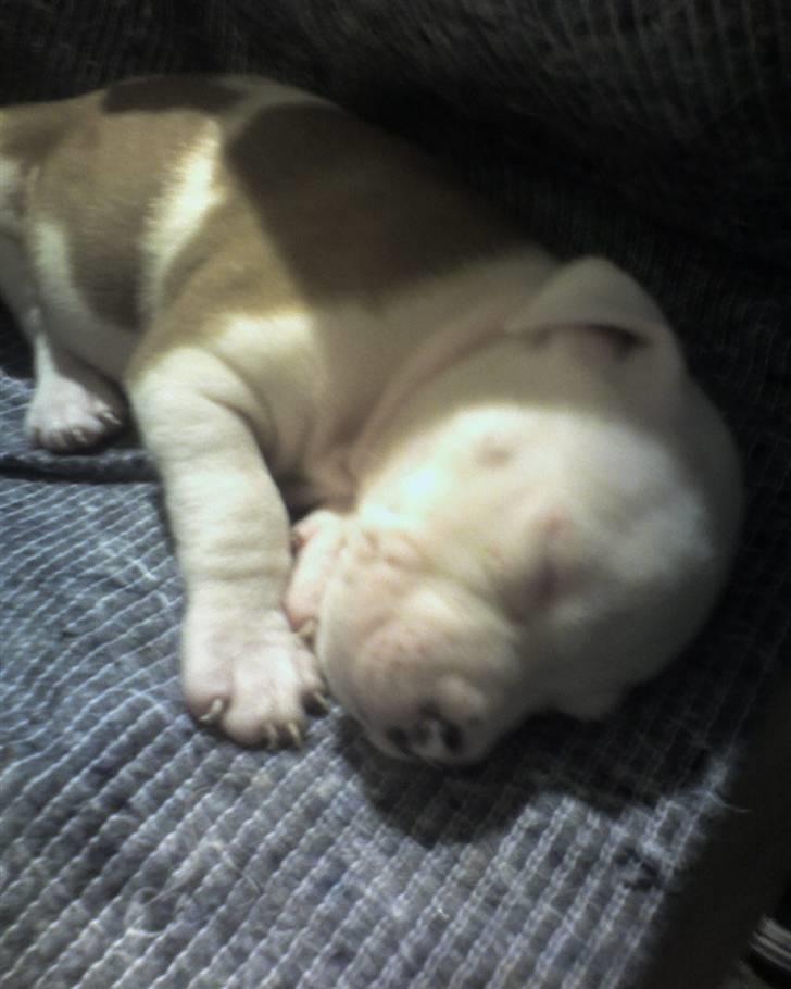 Amerikansk staffordshire terrier Kila billede 3