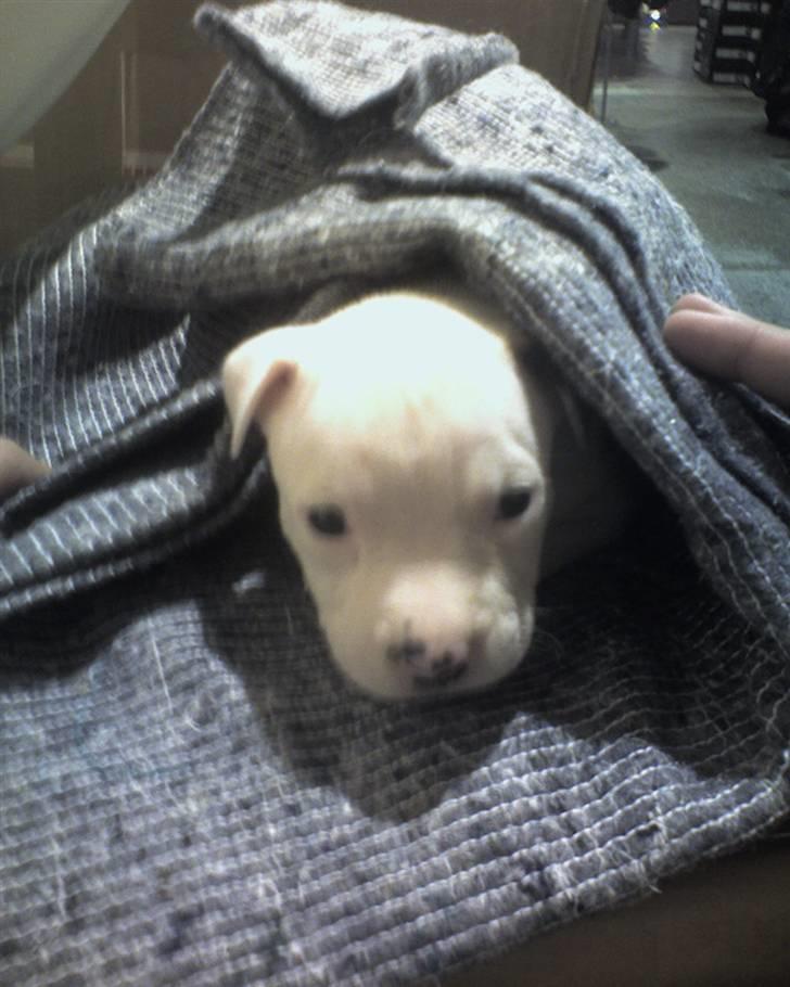 Amerikansk staffordshire terrier Kila billede 4