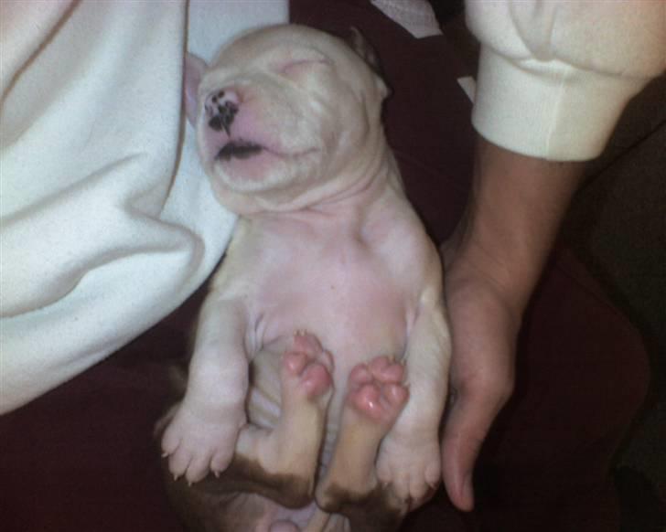 Amerikansk staffordshire terrier Kila billede 5