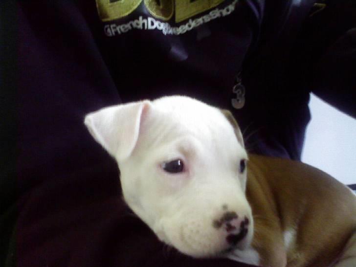 Amerikansk staffordshire terrier Kila billede 6