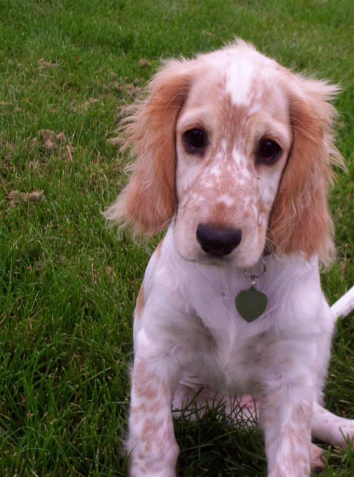 Cocker spaniel :)nuggi  RIP - næsten helt "ny" billede 8