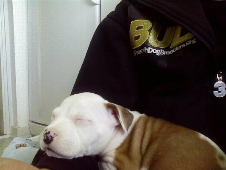 Amerikansk staffordshire terrier Kila billede 7