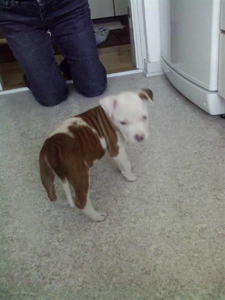 Amerikansk staffordshire terrier Kila billede 8