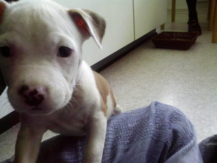 Amerikansk staffordshire terrier Kila billede 9