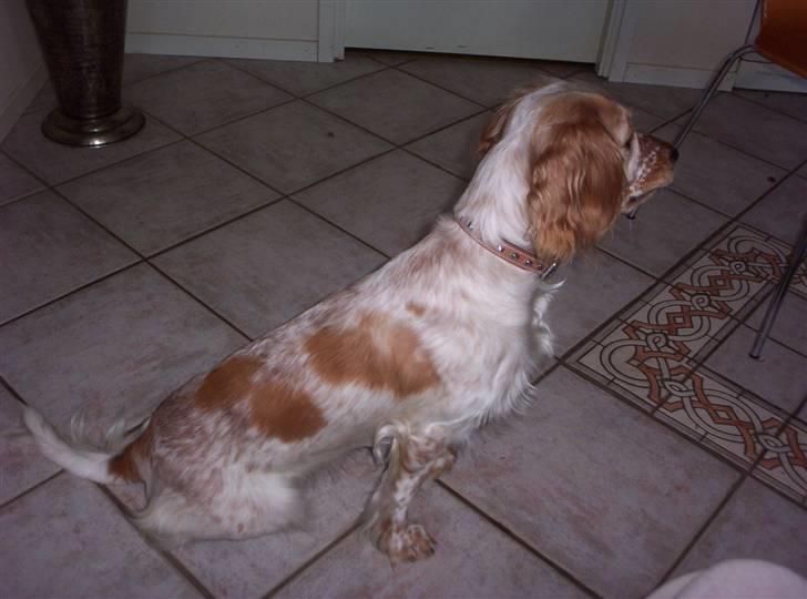 Cocker spaniel :)nuggi  RIP - Hvem kommer ???????? billede 9