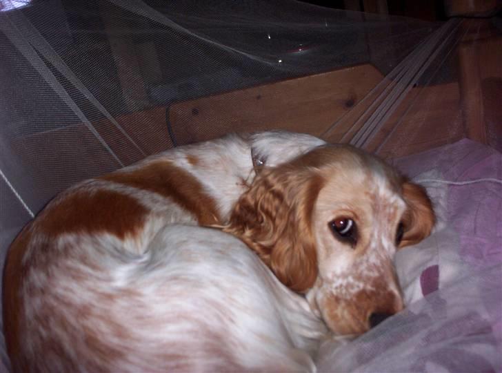 Cocker spaniel :)nuggi  RIP - Jeg er vågen holder lige øje billede 12